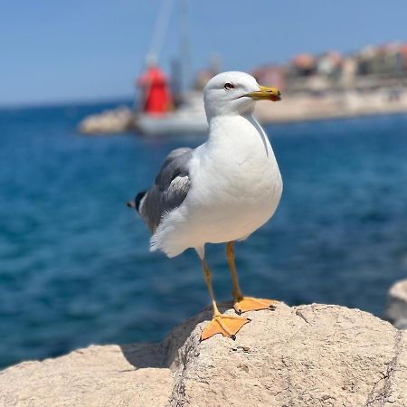 Studio Piran Apartment Bagian luar foto
